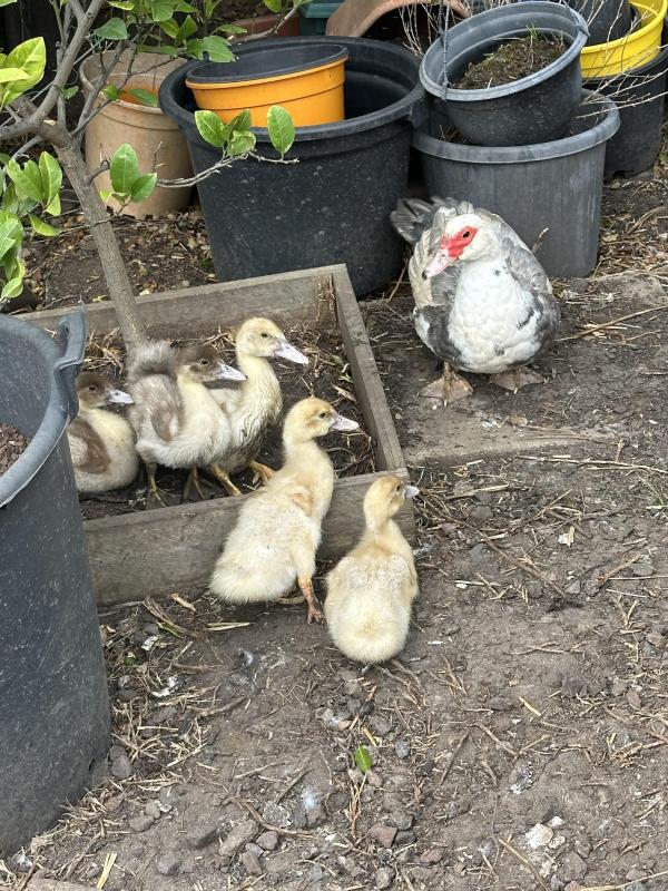 Moving Sale -  Split Lutino Lorikeet - Ducks and Chickens