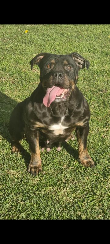 XL American bully female