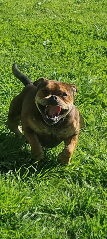 Pocketbully 3 year old Male