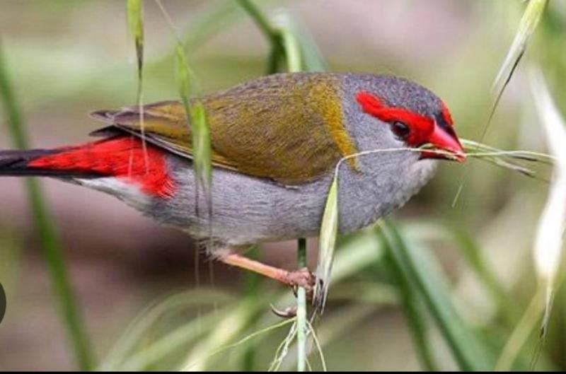REDBROWED FINCHES
