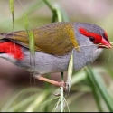 REDBROWED FINCHES
