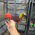 Eckys Alexandrines mini macaws and more