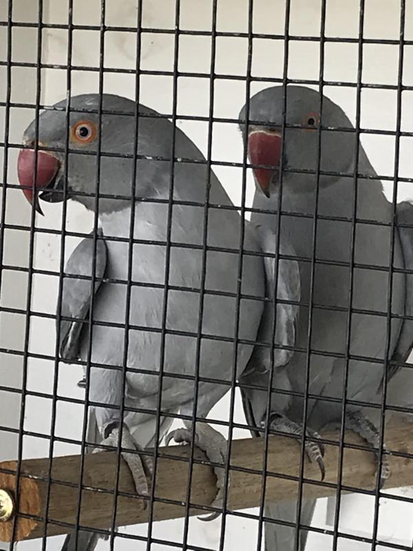 Indian Ringnecks from $75