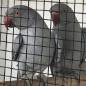 Indian Ringnecks from $75