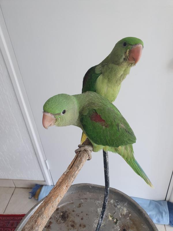 Baby Alexandrien parrot