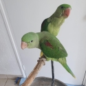 Baby Alexandrien parrot
