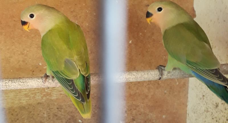 Bonded pair Peach face