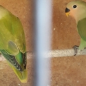 Bonded pair Peach face