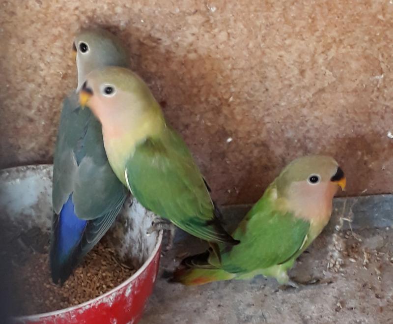 spare nest sexed cock birds in peach face