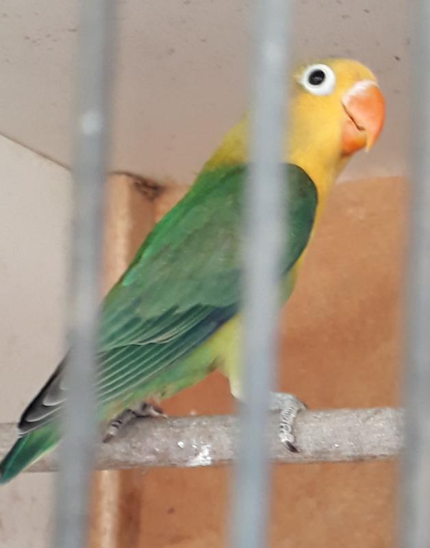 Mutation fischer cock bird