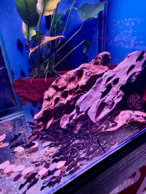 Peppermint bristlenose