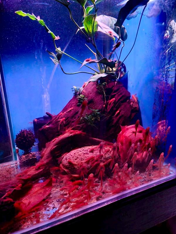 Super Red Longfin bristlenose