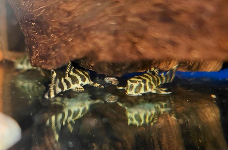 Leopard Frog plecos L134