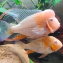 Albino Heckelii cichlids/Threadfin Acara