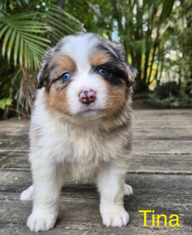 Border Collie x Aussie Shepherd ready to go 29th November