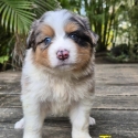 Border Collie x Aussie Shepherd ready to go 29th November