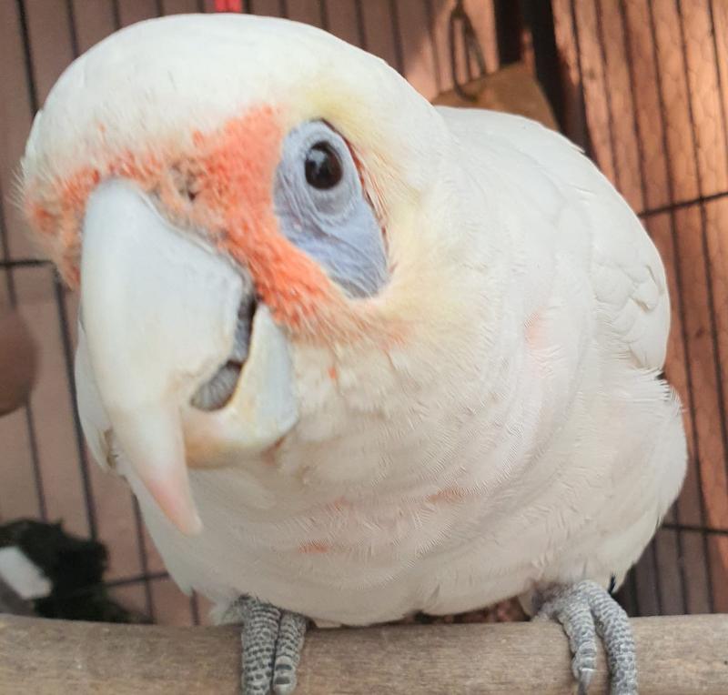 Friendly Corella for sale or swap / Nowra nsw