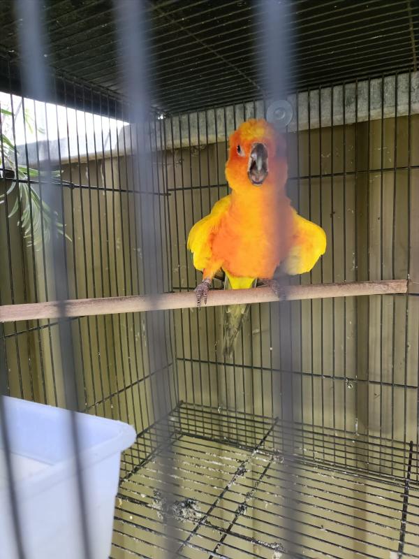 Pied Sun conure DNA TESTED MALE