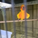 Pied Sun conure DNA TESTED MALE
