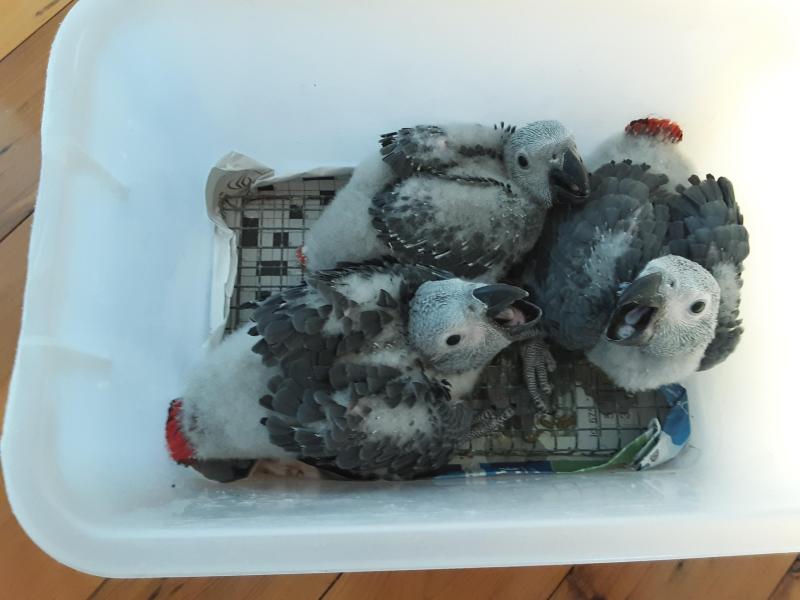 African grey breeding pair force sal