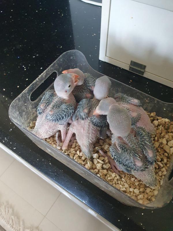 Baby Indian ringnecks