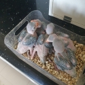 Baby Indian ringnecks