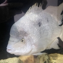 Argentinian cichlid