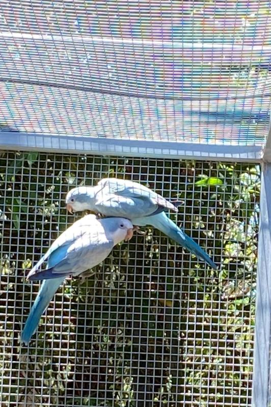 2024 QUAKER MUTATIONS AT SEQ BIRD CLUB SALE, EAGLEBY, 2/11/2025