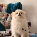 Pomeranian puppies for new home