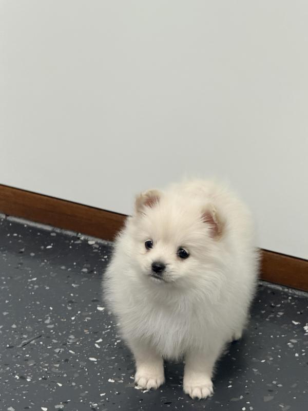 Tiny Pomeranian puppies