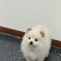 Tiny Pomeranian puppies
