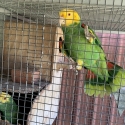 Double yellow headed amazon breeding pair