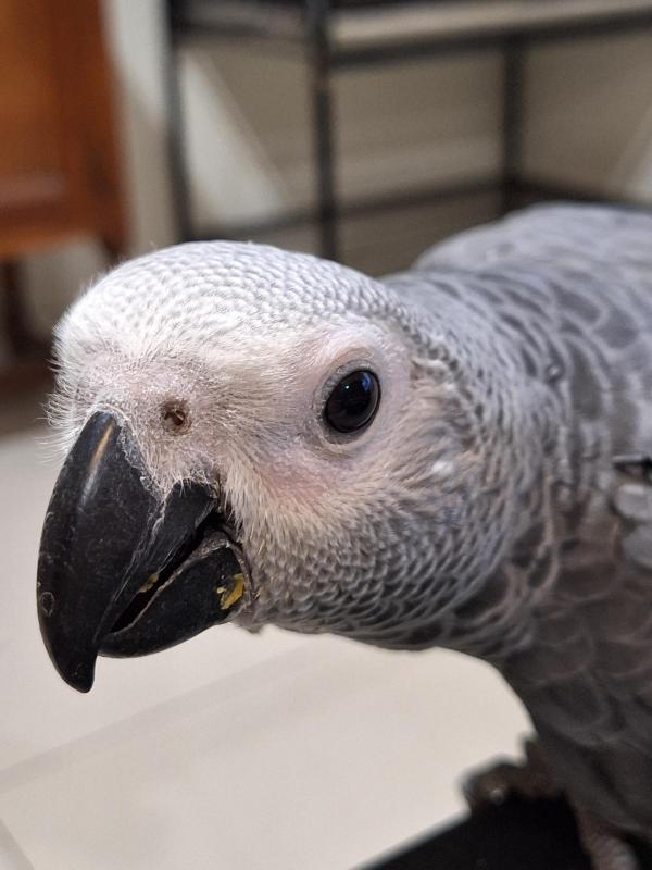 Handrearing baby African grey's