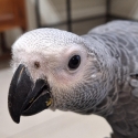 Handrearing baby African grey's