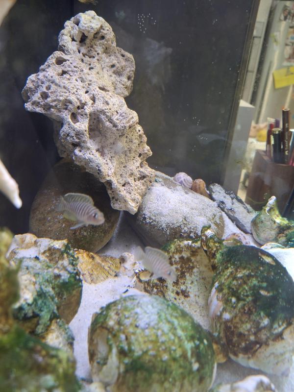 Neolamprologus similis