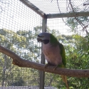 Young, mature Derbyan parrot hen