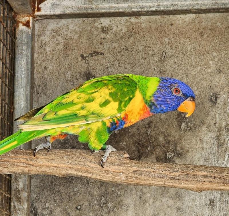 Acquired pied rainbow lorikeets