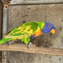 Acquired pied rainbow lorikeets