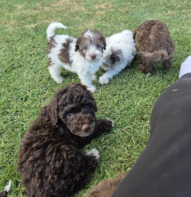 Purebred Toy poodle puppies