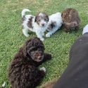 Purebred Toy poodle puppies