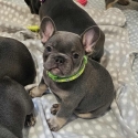 Pedigree Papered French Bulldog Puppies