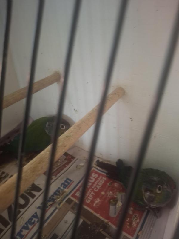 Birds going to Eagleby bird sale