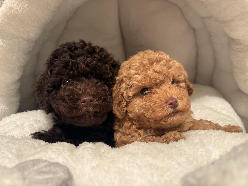 Toy poodle