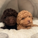 Toy poodle
