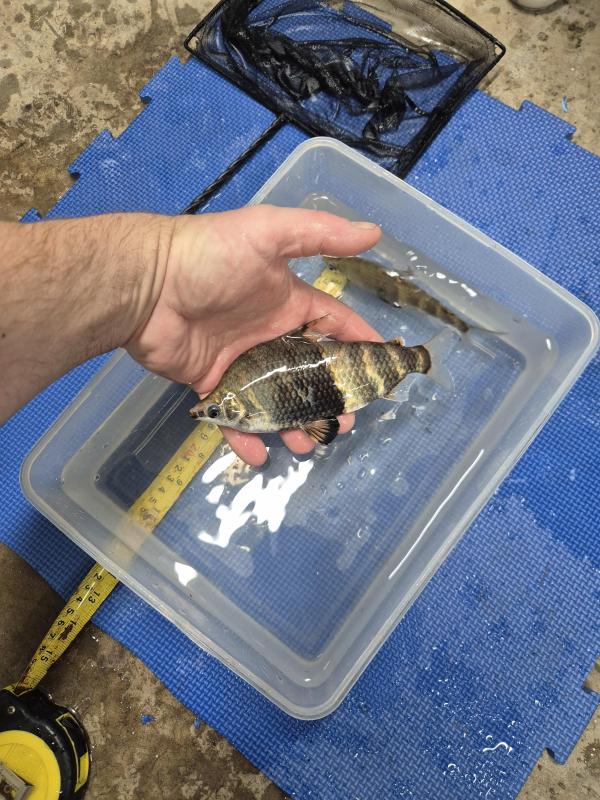 FS   PAIR MARBLE HEADSTANDER