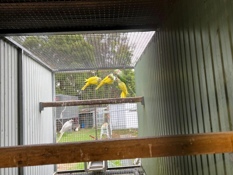 Alexandrine pide babys 1st gen and more