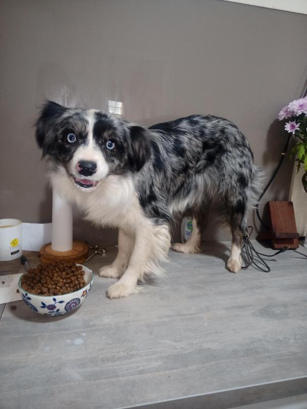 Blue Merle Border Collie X Lhasa Apso.