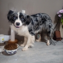 Blue Merle Border Collie X Lhasa Apso.