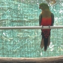 split cinnamon king parrot