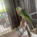 alexandrine hand reared